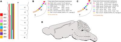 Axonal Projection Patterns of the Dorsal Interneuron Populations in the Embryonic Hindbrain